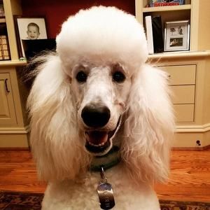 Meet your Posher, Howard